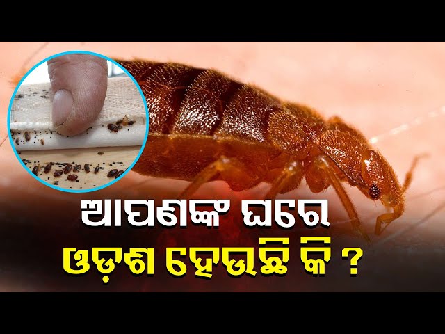 ଘରୋଇ-ଉପାୟରେ-ଓଡ଼ଶକୁ-କରିପାରିବେ-ଦୂର,ଏହି-ସବୁ-ଜିନିଷ-କରନ୍ତୁ-ବ୍ୟବହାର-||-knews-odisha