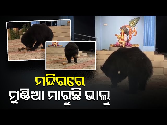 ଗୁରୁଙ୍କୁ-ଦର୍ଶନ-କରିବା-ପାଇଁ-ନିଇତି-ଆସୁଛି-ଜଙ୍ଗଲୀ-ଭାଲୁ-||knews-odisha