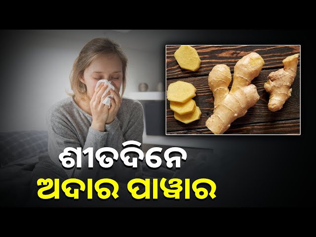 ଶୀତ-ଦିନରେ-ଅଦା-ଖାଇଲେ-ରୋଗ-ପ୍ରତିରୋଧକ-ଶକ୍ତିକୁ-ବଢାଇ-କୋଲେଷ୍ଟ୍ରୋଲକୁ-କମାଇଥାଏ-||knews-odisha
