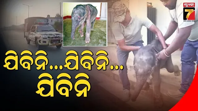 ଅଛୁଆଁ-ହୋଇଗଲା-ବୋଲି-ନେଲାନି-ମା’,-ଶେଷରେ-କପିଳାସ-ଗଲା-ହାତୀଛୁଆ