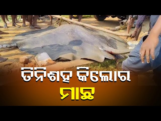 ଅସ୍ତରଙ୍ଗ-ଦେବୀ-ନଦୀରେ-ମତ୍ସ୍ୟଜୀବୀଙ୍କ-ଜାଲରେ-ପଡ଼ିଲା-ବିରାଟକାୟ-ସାଙ୍କୁଚ-ମାଛ-||-knews-odisha