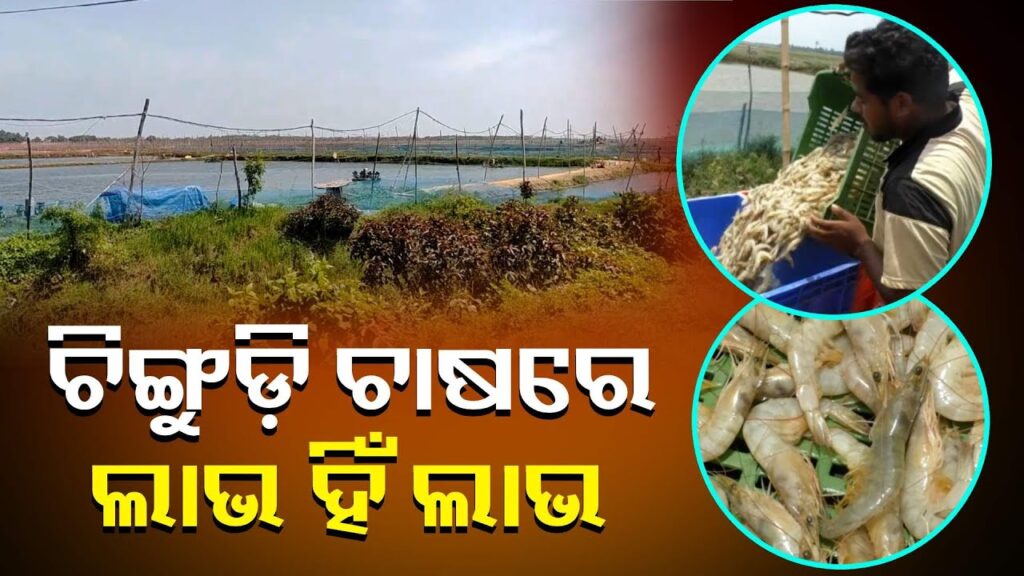 ରାଜ୍ୟ-ବାହାରେ-ବଢ଼ୁଛି-ଅସ୍ତରଙ୍ଗ-ଚିଙ୍ଗୁଡ଼ିର-ଚାହିଦା,-ଆତମନିର୍ଭରଶୀଳ-ହେଉଛନ୍ତି-ଯୁବ-ଚାଷୀ-||-knews-odisha