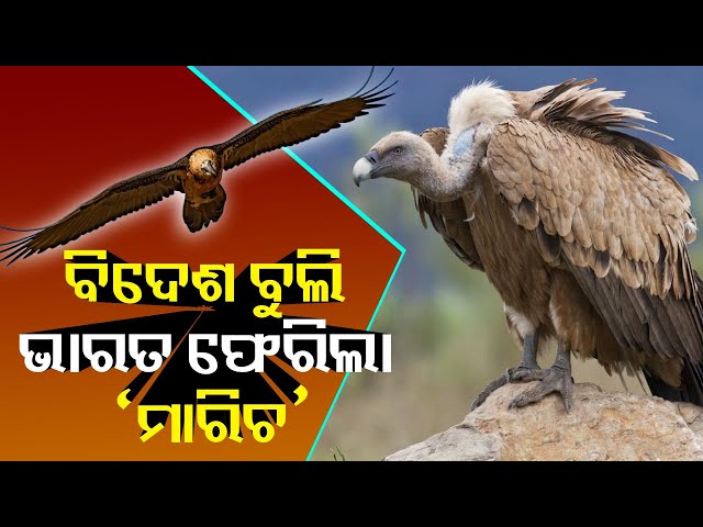 ଭାରତର-ଏକ-ଶାଗୁଣା-ଦେଶ-ବିଦେଶରେ-୧୫-ହଜାର-କିଲୋମିଟର-ବୁଲି-ଫେରିଲା-||-knews-odisha