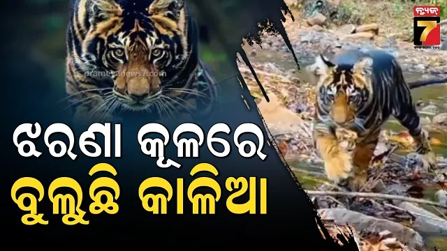 ଶିମିଳିପାଳର-ବୁଲୁଛି-କଳାମ-ମହାବଳବାଘ-କାଳିଆ,-ପୋଷ୍ଟ-କରି-ସୂଚନା-ଦେଲେ-ପିସିସିଏଫ