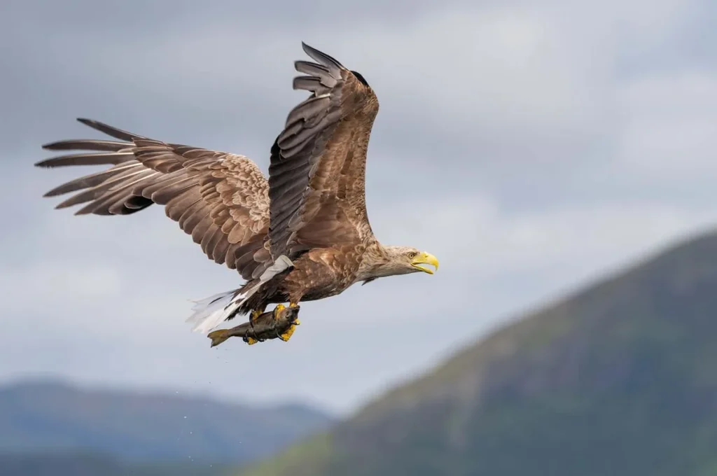 ଦୀର୍ଘ-୨୪୦-ବର୍ଷ-ପରେ-ପୁଣି-ବ୍ରିଟେନ୍-ଆକାଶକୁ-ଫେରିଲା-ବିଶାଳ-ଶିକାରୀ-ପକ୍ଷୀ