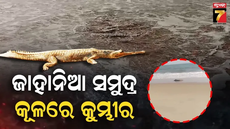 ଜାହାନିଆ-ସମୁଦ୍ର-କୂଳରେ-ଶୋଇଛି-କୁମ୍ଭୀର,-ଭୟଭୀତ-ସ୍ଥାନୀୟବାସିନ୍ଦା