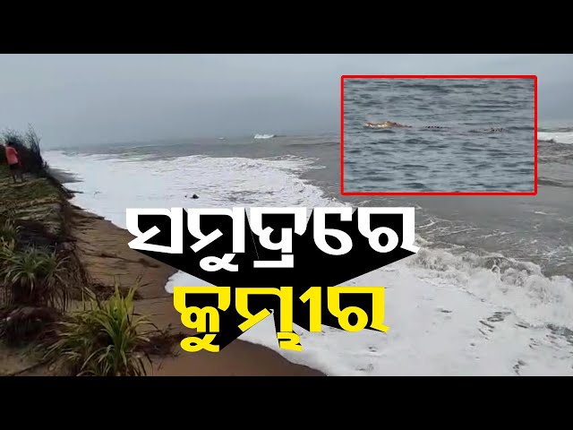 ଅସ୍ତରଙ୍ଗ-ସମୁଦ୍ରରେ-ଆତଙ୍କ-ଖେଳାଇଛି-କୁମ୍ଭୀର-ଭୟରେ-ସ୍ଥାନୀୟ-ବାସିନ୍ଦା-||-knews-odisha
