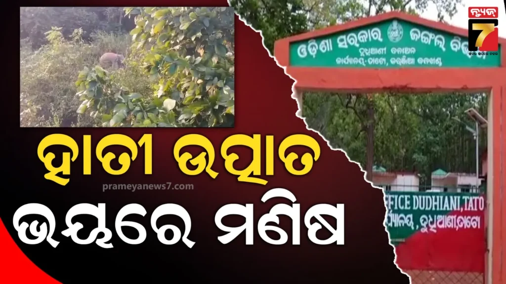 ହାତୀପଲଙ୍କ-ଉତ୍ପାତ-:-କରଞ୍ଜିଆରେ-ନେଇଗଲା-ଜୀବନ,-ହିନ୍ଦୋଳରେ-ଜଣେ-ଗୁରୁତର