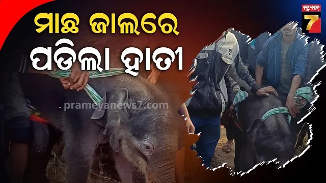 ଜାଲରେ-ପଡିଗଲା-ହାତୀ-ଛୁଆ,-ଉଦ୍ଧାର-ପରେ-ନେଉନାହାଁନ୍ତି-ହାତୀପଲ