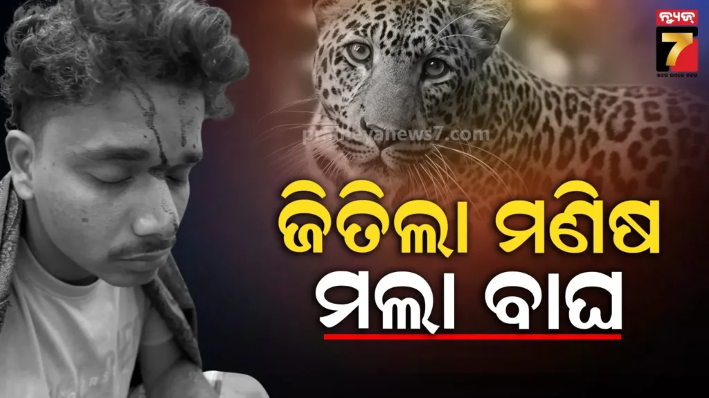 ହାରିଗଲା-ବାଘ,-ଜିତିଗଲା-ମଣିଷ-!-ନରସିଂହପୁରରେ-ବାଘ-ମଣିଷ-ଲଢେଇ