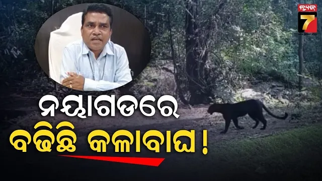 ପର୍ଯ୍ୟଟକଙ୍କ-ପାଇଁ-ଖୁସି-ଖବର,-ରାଜ୍ୟରେ-ବଢିଚାଲିଛନ୍ତି-କଳା-ବାଘ