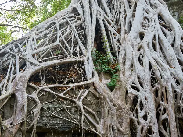 ବର-ଗଛ-ତଳେ-୯୦୦-ବର୍ଷ-ପୁରୁଣା-ଶିବ-ମନ୍ଦିର,-ଚୋଳ-ରାଜାଙ୍କ-ସ୍ଥପତିର-ପ୍ରମାଣ