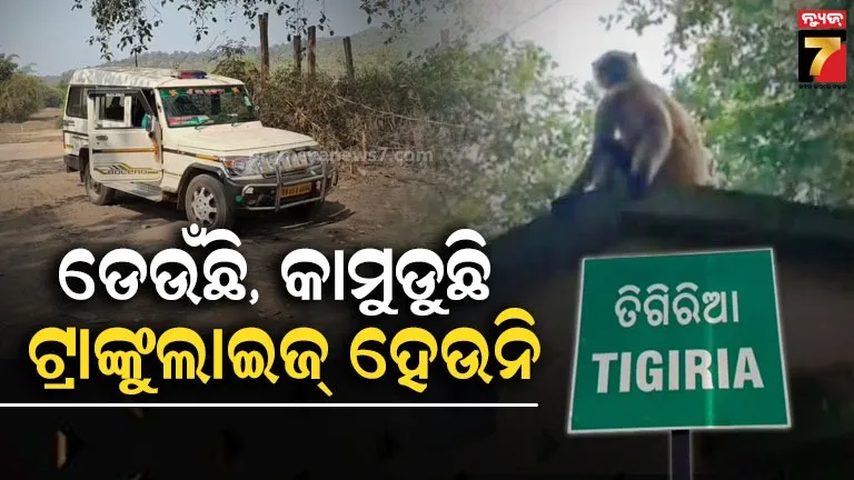 ବେହୋସ୍-ହେବା-ବଦଳରେ-ବନ-କର୍ମଚାରୀଙ୍କ-ହୋସ୍-ଉଡାଇଲାଣି-ମାଙ୍କଡ,-ଡାକ୍ତରଖାନା-ଗଲେଣି-୫-ଆହତ