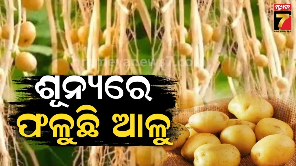 ମାଟି-ନୁହେଁ,-ପବନରେ-ଫଳୁଛି-ଆଳୁ-:-କୃଷି-ବୈଜ୍ଞାନିକ-ଦେଖାଇଲେ-କମାଲ