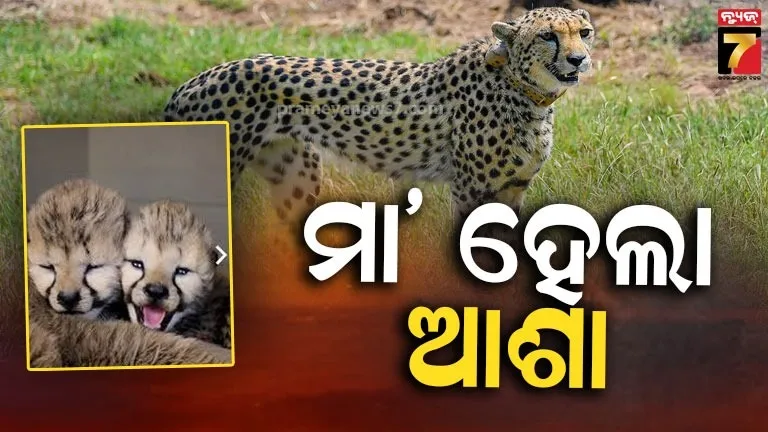 ଦ୍ୱିତୀୟ-ଥର-ମାଆ-ହେଲା-‘ଆଶା’,-କୁନୋରେ-୩୫ରେ-ପହଁଚିଲା-ଚିତା-ସଂଖ୍ୟା