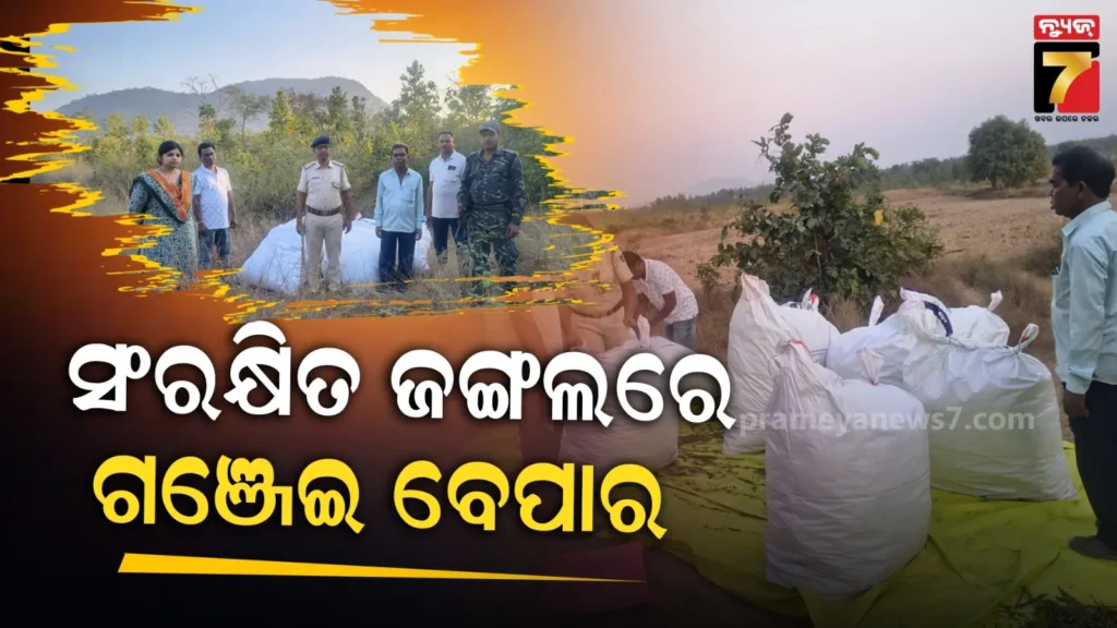 ସଂରକ୍ଷିତ-ଜଙ୍ଗଲରୁ-୩୩ଲକ୍ଷ-ଟଙ୍କାର-ଗଞ୍ଜେଇ-ଜବତ,-ଫେରାର-ମାରିଲା-ମାଫିଆ