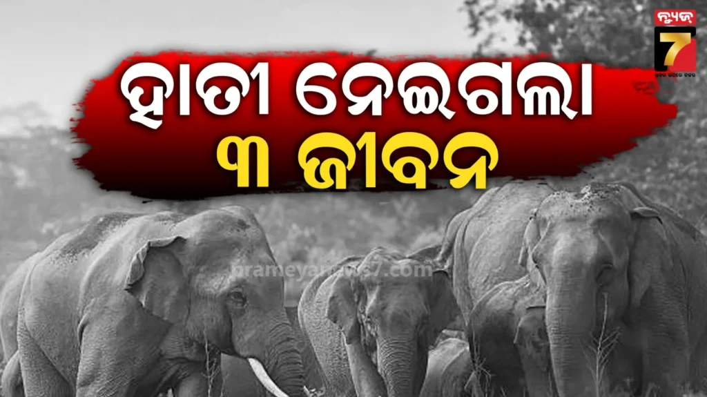 ୩-ମହିଳାଙ୍କୁ-ଦଳିଦେଲେ-ହାତୀପଲ,-ଜାଳେଣୀ-ପାଇଁ-ଜଙ୍ଗଲକୁ-ଯାଇଥିଲେ…