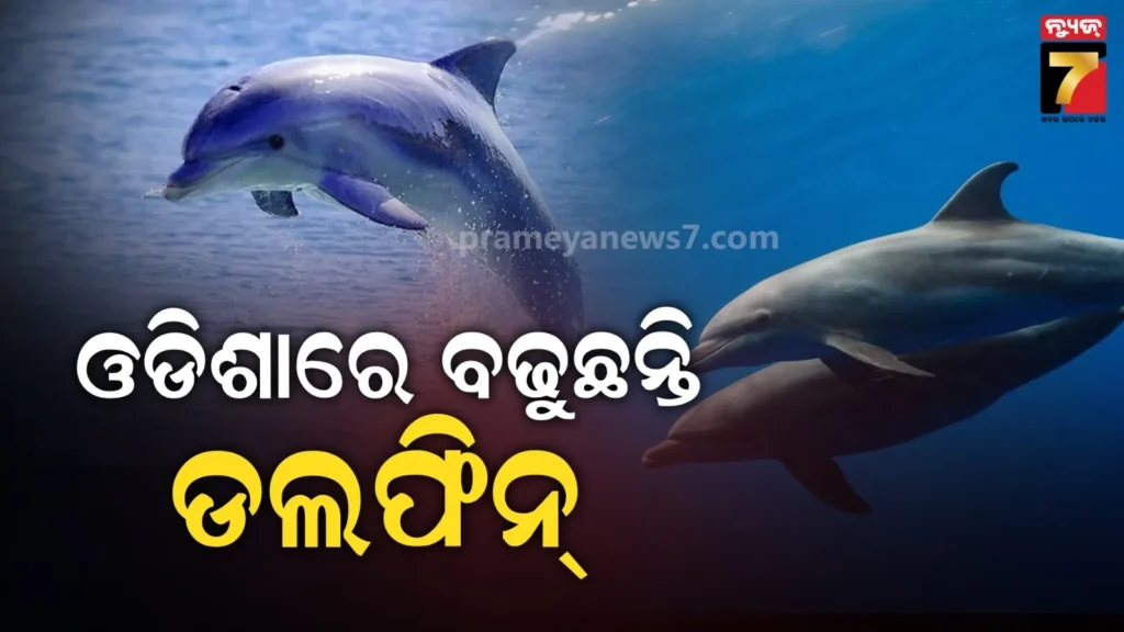 ଡଲଫିନଙ୍କୁ-ସୁହାଉଛି-ଓଡିଶାର-ପାଣିପାଗ,-ରାଜ୍ୟର-ଅଛନ୍ତି-୬-ପ୍ରଜାତିର-୭୬୫-ଡଲଫିନ୍