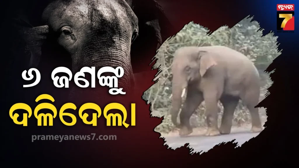 ଗାଁକୁ-ମାଡ଼ିଆସିଲେ-ଜଙ୍ଗଲୀ-ହାତୀ,-ଗୋଟିଏ-ପରିବାର-୪-ସଦସ୍ୟଙ୍କ-ସମେତ-୬-ଜଣଙ୍କୁ-ଦଳିଦେଲା