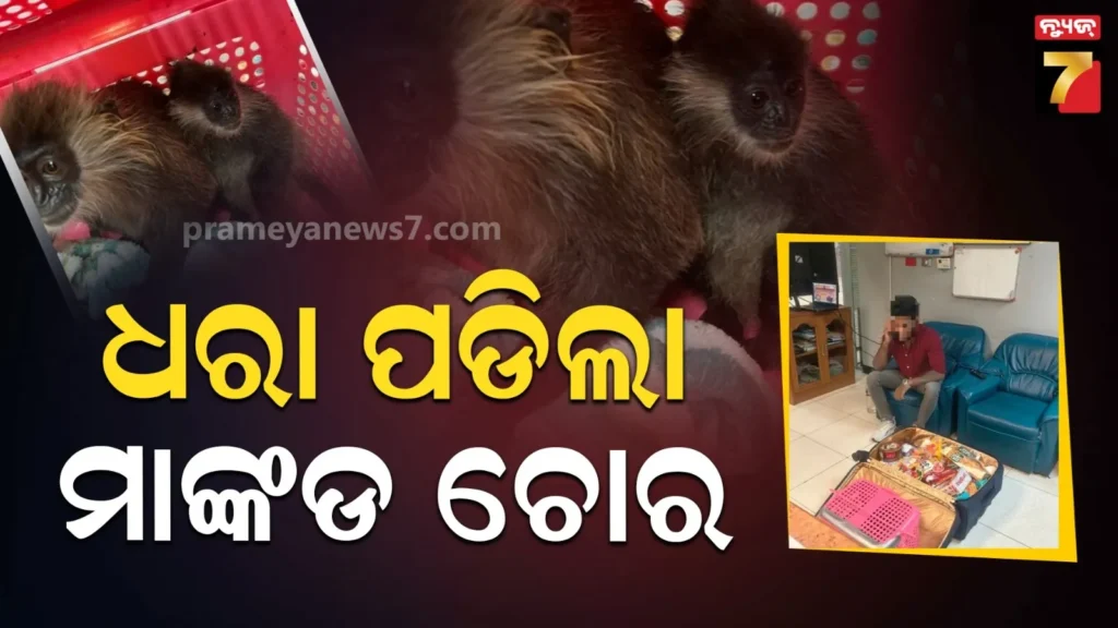 ବ୍ୟାଙ୍ଗକକ୍-ବିମାନବନ୍ଦରରେ-ଭାରତୀୟ-ଅଟକ,-ବ୍ୟାଗରୁ-ବାହାରିଲା-ବିଶ୍ୱର-ଦୁଇଟି-ବିରଳ-ମାଙ୍କଡ