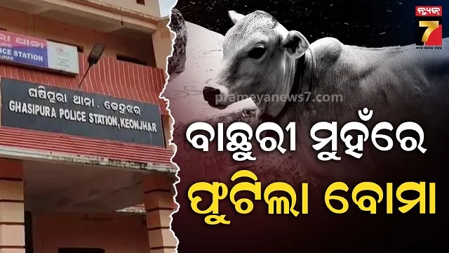 ବାରହା-ଶିକାର-ପାଇଁ-ଖଞ୍ଜା-ଯାଇଥିଲା,-ଫଳ-ଭାବି-ଖାଇଦେଲା-ବାଛୁରୀ