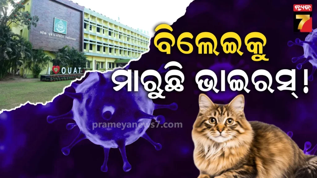 ମାତିଛି-ଭାଇରସ୍-!-ବିଲେଇ-ବଂଶକୁ-ଖାଇଗଲାଣି-ଅଜଣା-ରୋଗ