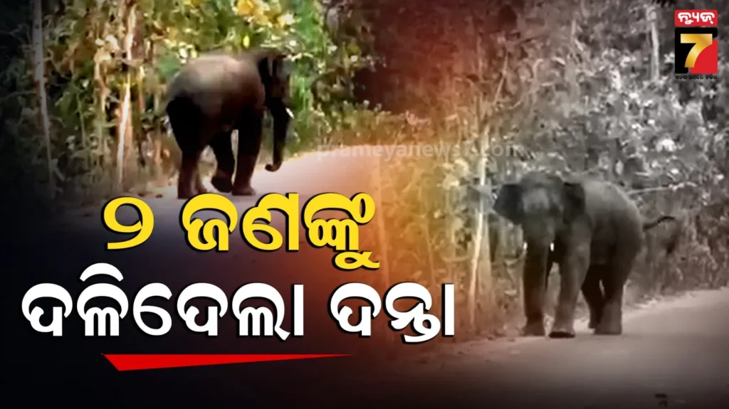 ଥମୁନି-ହାତୀ-ମଣିଶ-ଲଢେଇ,-ବିଲକୁ-କାମ-କରିବାକୁ-ଯିବା-ବେଳେ-ଦଳିଦେଲା-ଦନ୍ତା