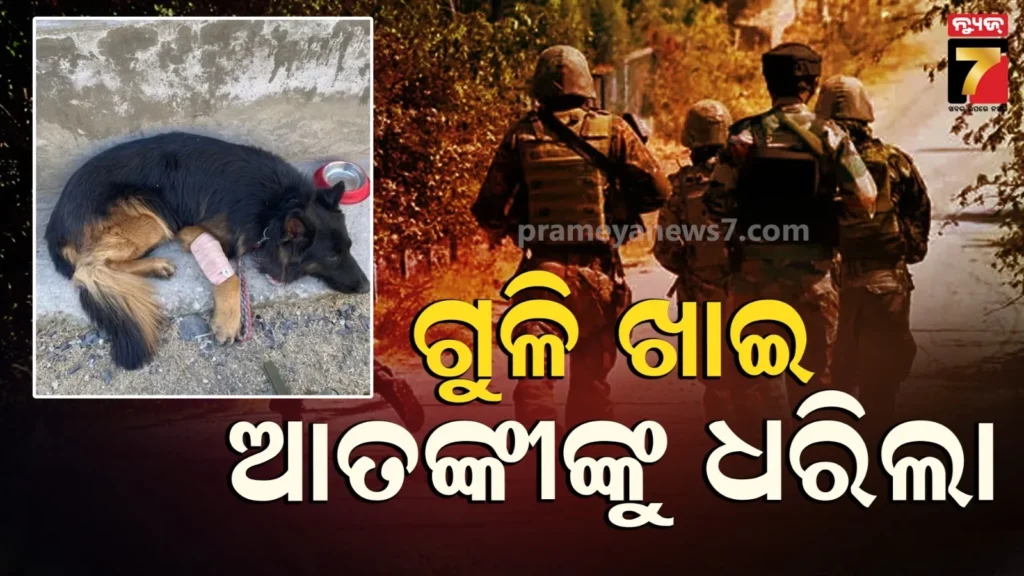 ସେନାର-ବିଶ୍ୱସ୍ତ-ଯୋଦ୍ଧା-‘ଟାଇସନ’,-ଗୁଳି-ଖାଇ-ମଧ୍ୟ-ଆତଙ୍କବାଦୀଙ୍କୁ-ଉପରକୁ-ଡେଇଁ-ପଡିଲା…