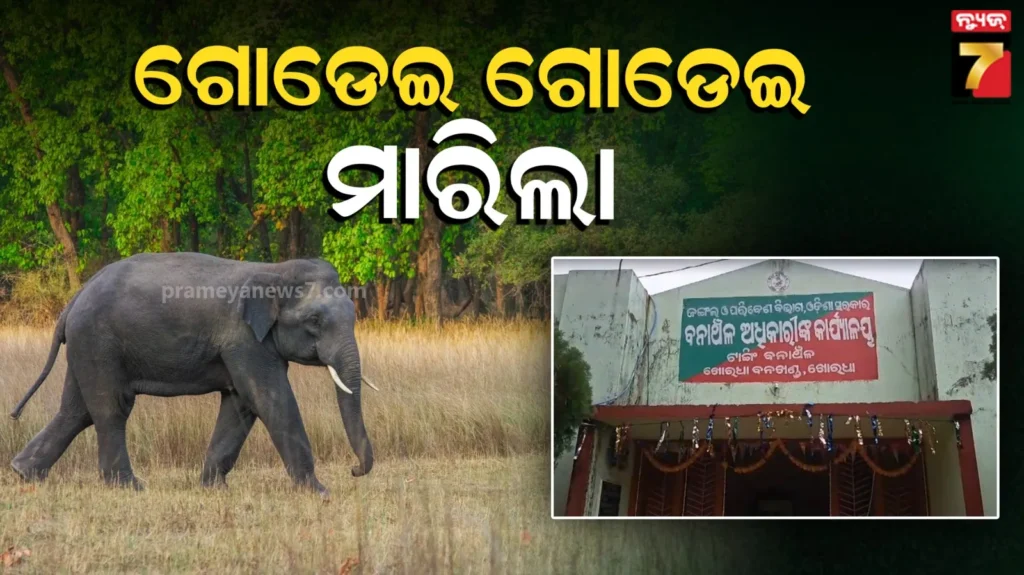 କାମ-ସାରି-ଘରକୁ-ଫେରୁଥିଲେ-୩-ବନ୍ଧୁ,-ଅଧା-ବାଟରେ-ପଡିଗଲେ-ଦନ୍ତା-ହାବୁଡରେ