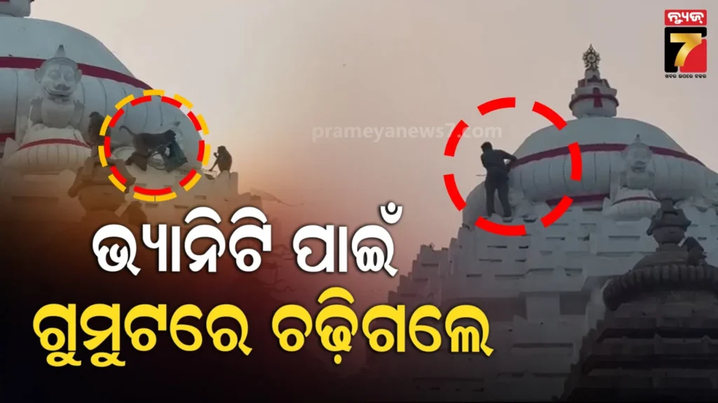 ଭ୍ୟାନିଟି-ବ୍ୟାଗ୍-ନେଇଗଲା-ମାଙ୍କଡ଼,-ଶ୍ରୀମନ୍ଦିର-ଗୁମୁଟରେ-ଚଢି-ବାଡ଼େଇଲେ-ଭକ୍ତ
