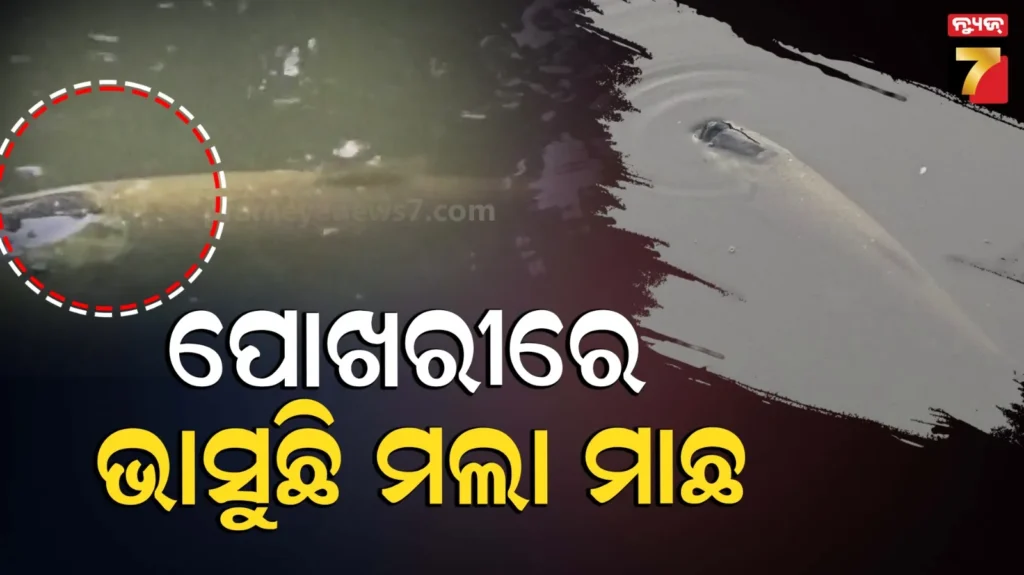 ପୋଖରୀରେ-ଭାସୁଛି-ଶହ-ଶହ-ମଲା-ମାଛ,-କେହି-ବିଷ-ପକାଇ-ଦେଇଥିବା-ଆଶଙ୍କା