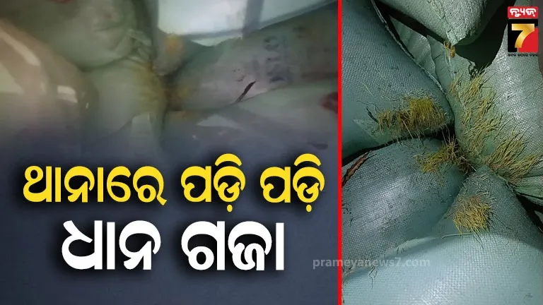 ବର୍ଷକର-କଷ୍ଟ-ବୃଥାରେ-ଗଲା,-ଥାନାରେ-ପଡ଼ି-ପଡ଼ି-ଗଜା-ହୋଇଗଲା-କ୍ବିଣ୍ଟାଲ-କ୍ବିଣ୍ଟାଲ-ଧାନ