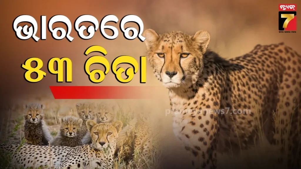 ଦେଶରେ-ସଫଳ-ହେଉଛି-‘ପ୍ରୋଜେକ୍ଟ-ଚିତା’,-କୁନୋରେ-ଜନ୍ମ-ନେଲେ-୫-ଶାବକ