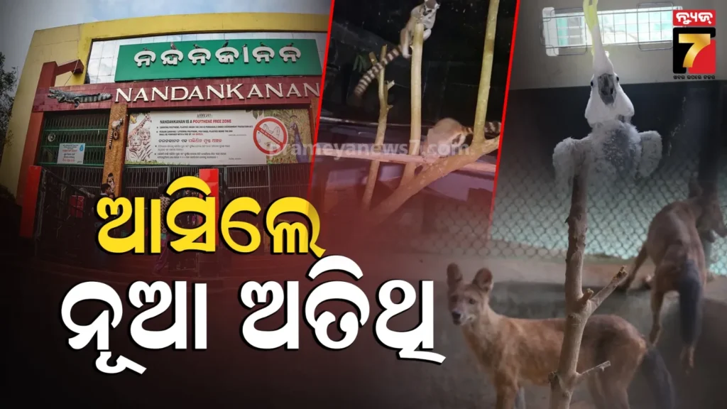 ନୂଆ-କରି-ଆସିଲା-ରିଙ୍ଗଟେଲ-ଲେମୁର,-ଦେଖିବାକୁ-ଲାଗିବ-ଭିଡ଼