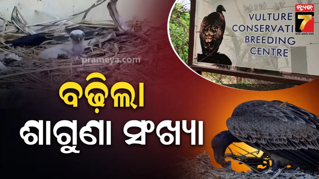 ଖୁସି-ଖବର-:-ବଢ଼ିଲା-ଶାଗୁଣା-ବଂଶ,-ପରିବେଶ-ସନ୍ତୁଳନରେ-ହେବ-ସହାୟକ