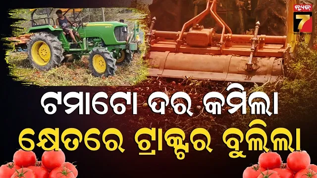 tamato-price-down:-ମାର୍କେଟରେ-ଖିଲି-ଖିଲି-ହସୁଛି,-ହେଲେ-ଚାଷୀ-କିନ୍ତୁ-କାନ୍ଦୁଛି