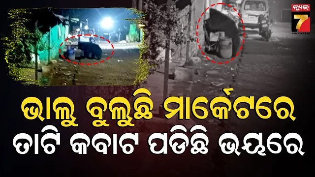 bear-fear:-ଘରୁ-ବାହାରିଲେ-ଡର-ଲାଗୁଛି,-ମାତିଛି-ଜଙ୍ଗଲୀ-ଜନ୍ତୁ