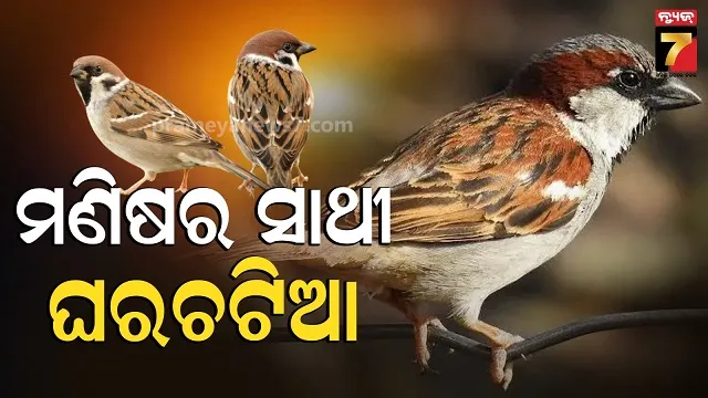 gharchatia-bird:-ଚାଳ-ଘର-ନାହିଁ,-ସହରୀ-ଜୀବନ-ଭିତରେ-ହଜିଗଲେଣି-ଘରଚଟିଆ.