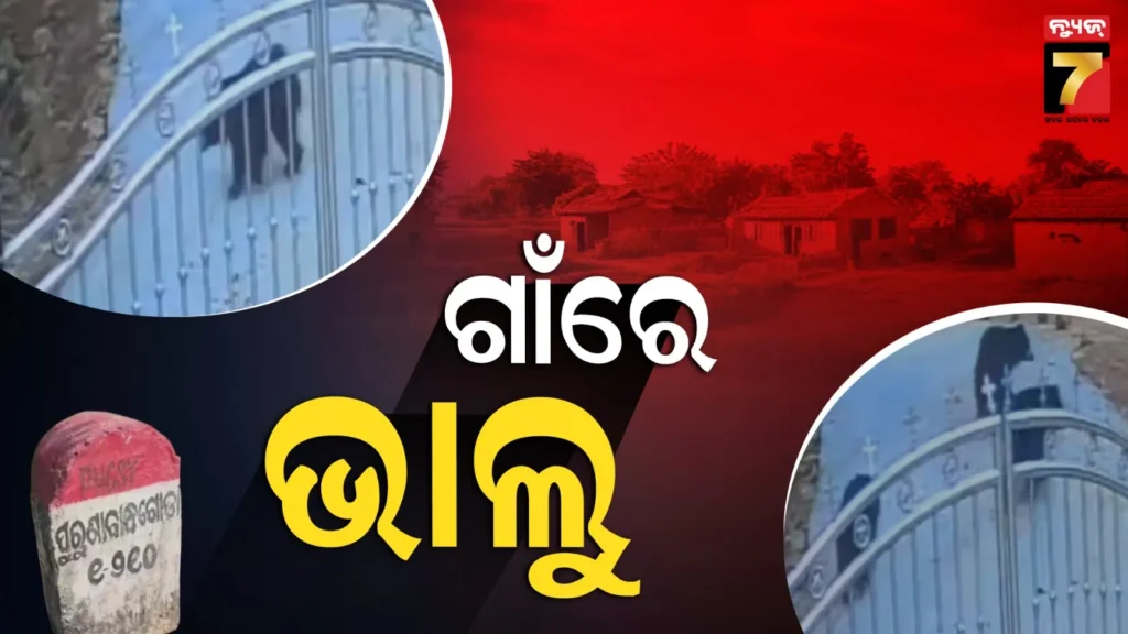 ଜଙ୍ଗଲରୁ-ବାହାରି-ଗାଁରେ-ବୁଲୁଛନ୍ତି-ଭାଲୁ-ପଲ,-ଦେଖନ୍ତୁ-ଭିଡ଼ିଓ…