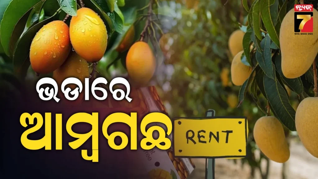 rent-mango-tree:-ଭଡାରେ-ନିଅନ୍ତୁ-ଆମ୍ଵ-ଗଛ,-୧୦-ହଜାର-ଟଙ୍କା-ଖର୍ଚ୍ଚ-କରି-ପାଅନ୍ତୁ-କୁଇଣ୍ଟାଲ-କୁଇଣ୍ଟାଲ-ଆମ୍ଵ
