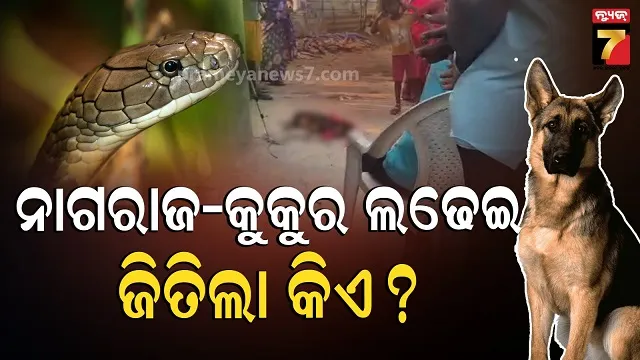 snake-dog-fight:-ଲଢେଇ-ଥିଲା-ଜୋରଦାର,-ଗୋଟିଏ-ସାପକୁ-୪-କୁକୁର,-ଶେଷରେ-ଚଳଚ୍ଚିତ୍ର-ପରି-ଏଣ୍ଡିଂ….
