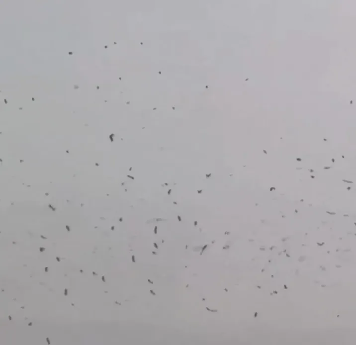 tel-aviv-bird-flock-video:-ତେଲ୍-ଆବିଭ୍-ଆକାଶରେ-ଘୂରି-ବୁଲୁଛନ୍ତି-ହଜାର-ହଜାର-କାଉ,-ଇରାନ-ସଂଘର୍ଷ-ମଧ୍ୟରେ-ଘନେଇଲା-ବିନାଶର-ଆଶଙ୍କା