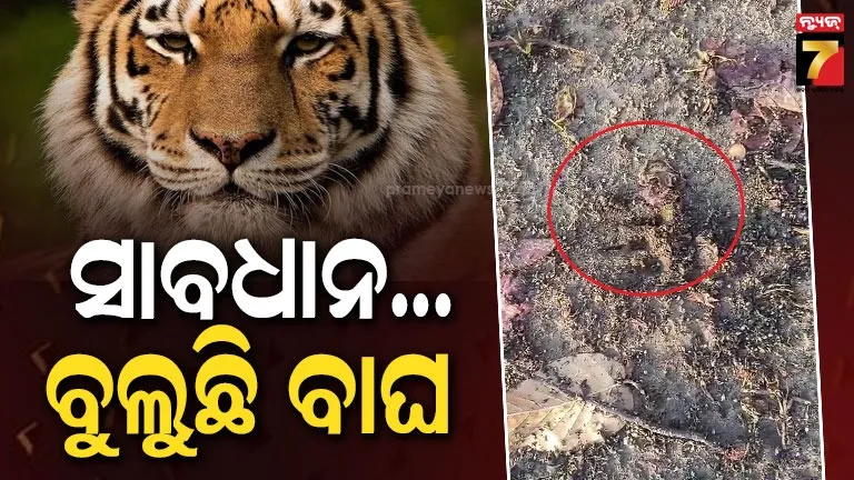 ଯୋଗିଯୋଗୀଆଣୀ-ପାହାଡ଼ରେ-ବୁଲୁଛି-ମହାବଳ-ବାଘ,-ଭୟରେ-ସ୍ଥାନୀୟ-ଲୋକେ-!
