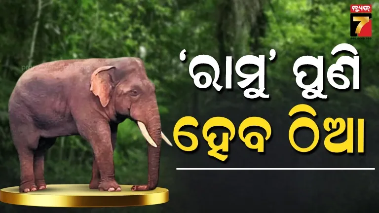 ଗୋଡ଼ିବାରୀରେ-ଡିସ୍‌ପ୍ଲେ-ହେବ-‘ରାମୁ’-କଙ୍କାଳ,-ଚନ୍ଦକା-ଜଙ୍ଗଲର-ଥିଲା-ସବୁଠୁ-ବିଶାଳ-ଓ-ପୁରୁଣା-ହାତୀ