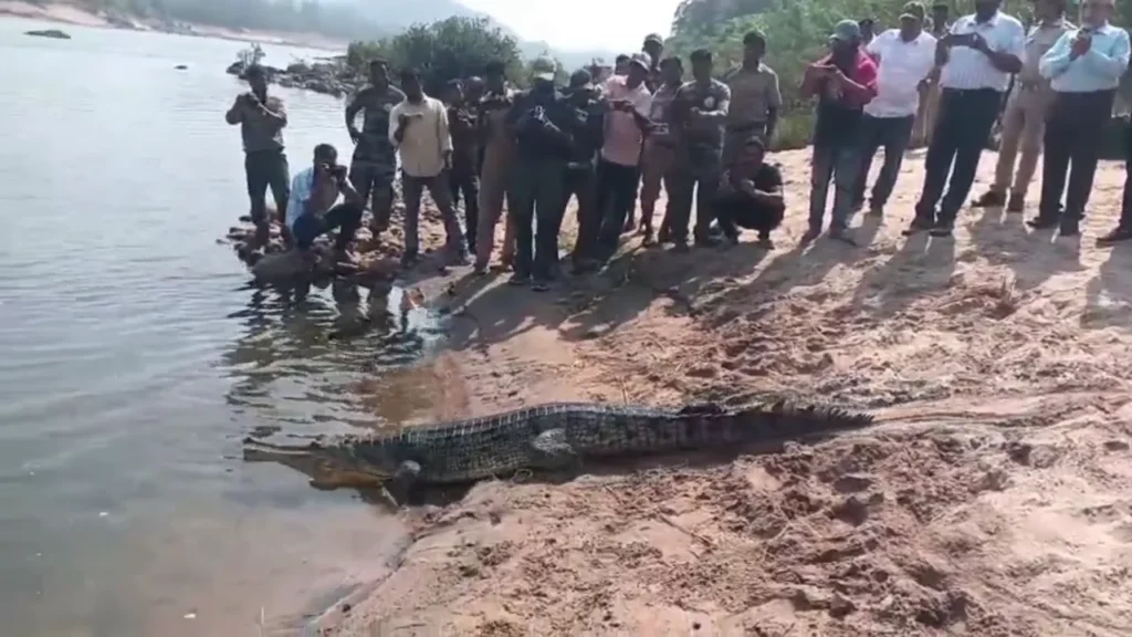 ମହାନଦୀରେ-ବୃଦ୍ଧି-ହେଲା-ଘଡ଼ିଆଳ-କୁମ୍ଭୀର-ବଂଶ,-ଛଡ଼ାଗଲା-୧୨-ଘଡ଼ିଆଳ-କୁମ୍ଭୀର