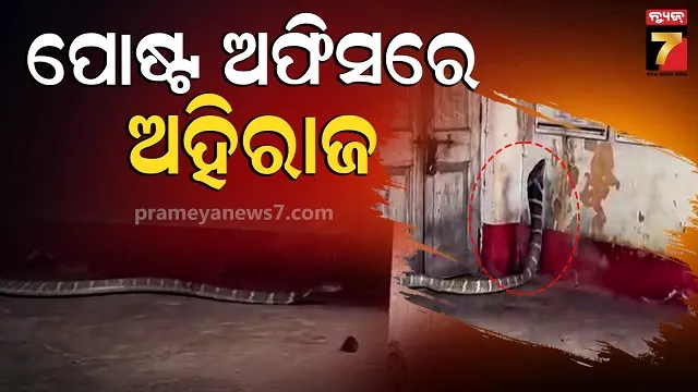 snake-at-post-office:-ଡାକଘର-ଭିତରେ-ବିରାଟକାୟ-ସାପ,-ଲୋକେ-ଆତଙ୍କିତ
