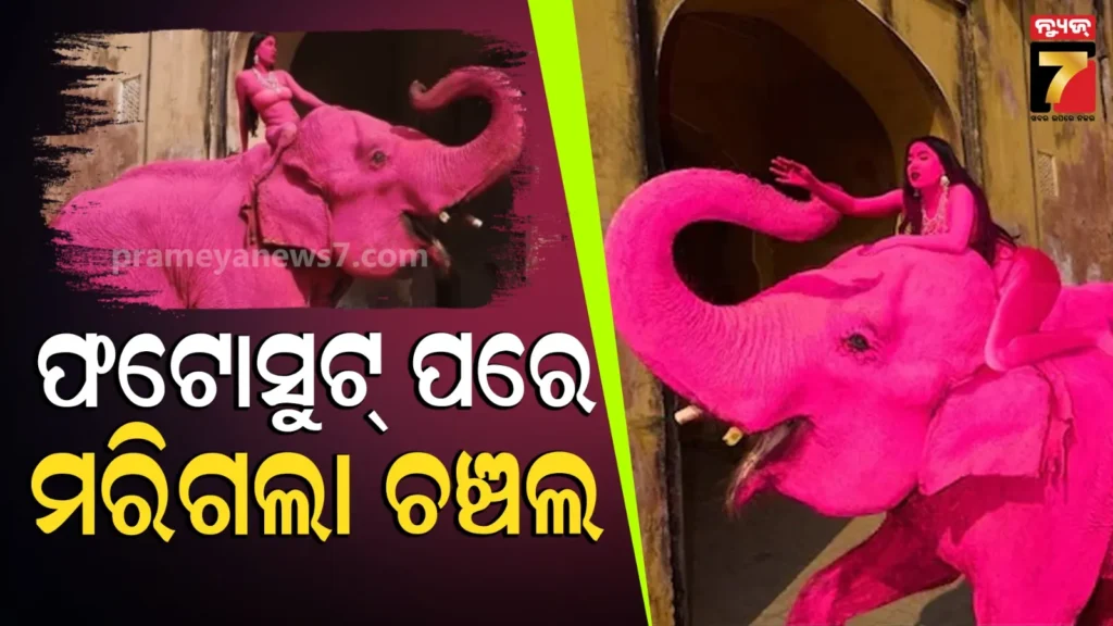 viral-pink-elephant-chanchal-death:-ଫଟୋସୁଟ୍-ପାଇଁ-ରଙ୍ଗ-ବୋଳାଯାଇଥିବା-ଗୋଲାପୀ-ହାତୀର-ମୃତ୍ୟୁ,-ପୋଷ୍ଟମର୍ଟମ-ରିପୋର୍ଟରେ-ଚାଞ୍ଚଲ୍ୟକର-ଖୁଲାସା