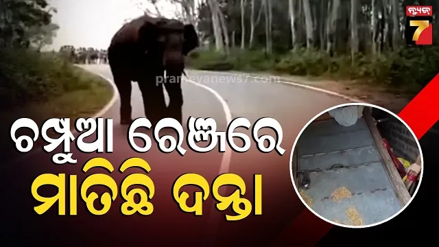 ଚମ୍ପୁଆ-ରେଞ୍ଜରେ-ଗୋଠଛଡ଼ା-ଦନ୍ତାର-ଉପଦ୍ରବ,-ଭାଙ୍ଗିଲା-ଘର,-ଖାଇଗଲା-ଧାନଚାଉଳ