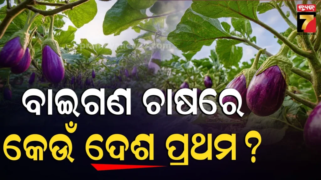 ବିଶ୍ୱର-କେଉଁ-ଦେଶରେ-ସବୁଠୁ-ଅଧିକ-ବାଇଗଣ-ଚାଷ-କରାଯାଏ-?-ଜାଣନ୍ତୁ-ଭାରତ-କେଉଁ-ସ୍ଥାନରେ-ଅଛି