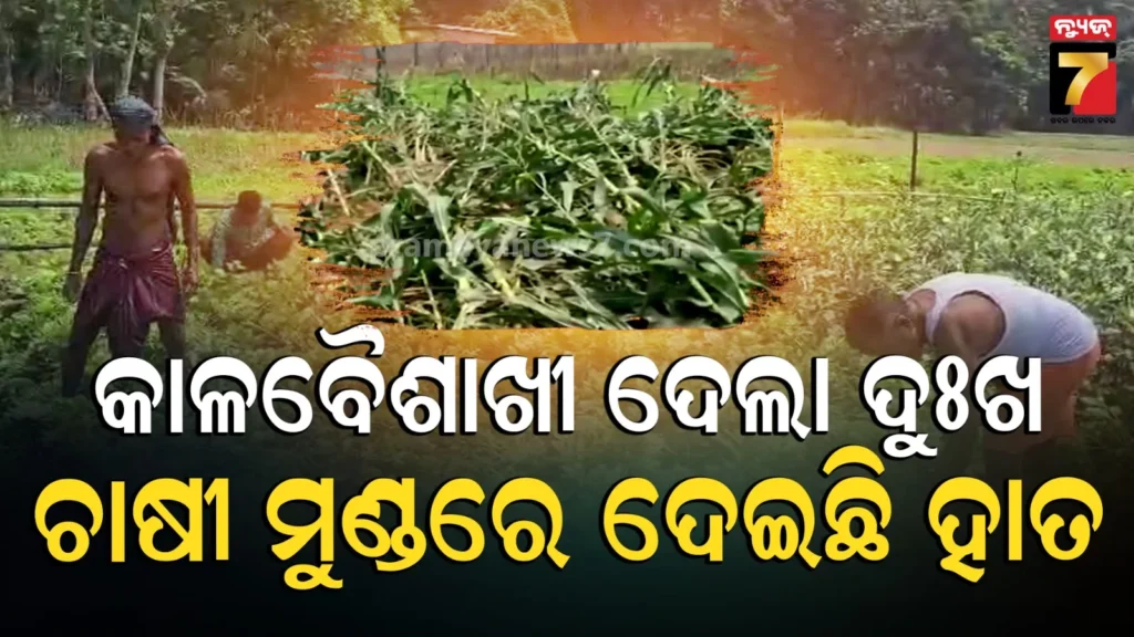 ଆଶା-ରଖିଥିଲେ-ଭଲ-ଫସଲ-ହେବ,-ଦୁଇ-ପଇସା-ପାଇବେ-ଲାଭ…-କାଳବୈଶାଖୀ-ସବୁ-ଦେଲା-ଉଜାଡ଼ି